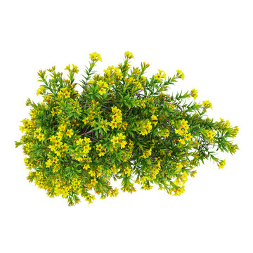 Collection of Lithospermum caroliniense creeper plant isolated on transparent background from the top view