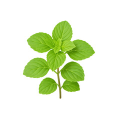 Thai Wild Basil (Kra-prao Kwai) with transparent background, sharp detail, and isolated food ingredient style