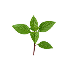 Thai sweet basil