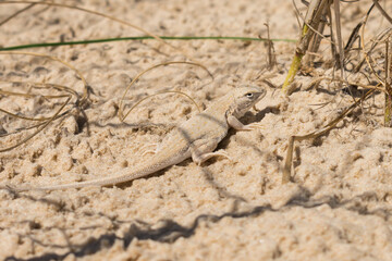 Liolaemus occipitalis (Skull Tree Iguana), vulnerable species at the Dunes of Joaquina in Florianopolis, Brazil