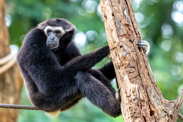 Gibbon