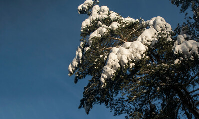 A large pine tree covered with snow