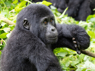 Mountain Baby Gorilla - Bwindi Impenetrable Forest, Uganda