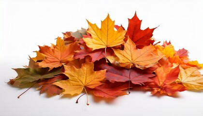 Fototapeta premium Heap Of Colorful Autumn Maple Leaves Isolated On White Background