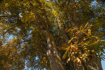 Rosskastanie Blätter mit Miniermottenbefall