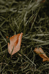 Close up of autumnal fallen brown orange leaves in the park, natural background for seasonal poster design