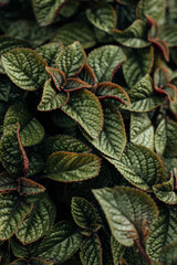 Green natural plant, textured leaves in a garden at summertime. Cover page greenery environment ecology poster