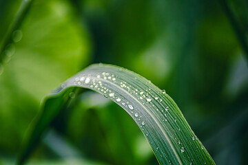 Water drops on leaves on World Environment Day or sustainability concept ESG, CSR, environmental care, business growth.