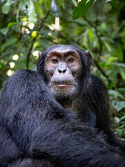 Chimpanzee - Kibale National Park, Uganda