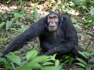 Chimpanzee - Kibale National Park, Uganda