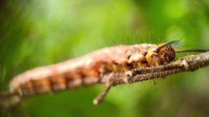 Hairy Tralaba sp. caterpillar photographed in natural rainforest habitat.