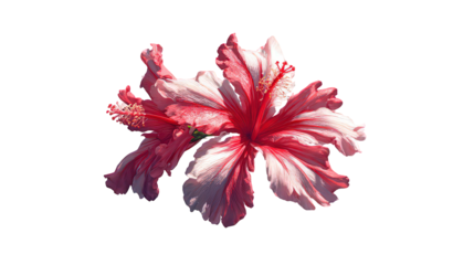 Red And White Hibiscus Flower on Transparent Background