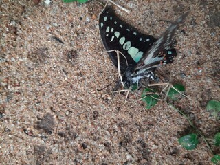 A dead butterfly is being eaten by black ants on the sand. The ants are swarming and feeding on it. The butterfly is dark in color with white and orange markings.