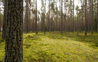 Obraz premium Green pine forest.A green meadow made of moss in the forest.A place to set up a tent for the night.