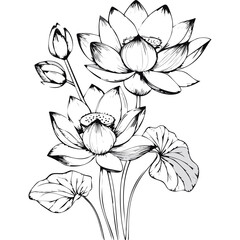 Lotus Flower Sketch Outline Illustration in Black and White – Hand Drawn Botanical Vector