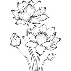 Lotus Flower Sketch Outline Illustration in Black and White – Hand Drawn Botanical Vector