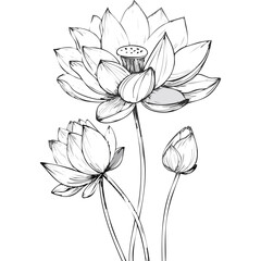 Lotus Flower Sketch Outline Illustration in Black and White – Hand Drawn Botanical Vector