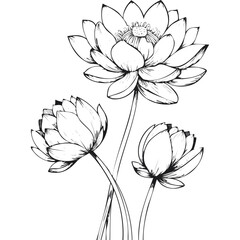 Lotus Flower Sketch Outline Illustration in Black and White – Hand Drawn Botanical Vector