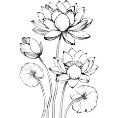 Lotus Flower Sketch Outline Illustration in Black and White – Hand Drawn Botanical Vector