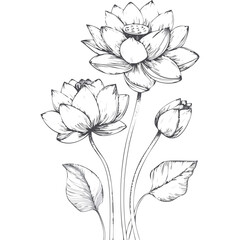 Lotus Flower Sketch Outline Illustration in Black and White – Hand Drawn Botanical Vector