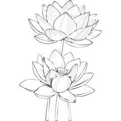 Lotus Flower Sketch Outline Illustration in Black and White – Hand Drawn Botanical Vector