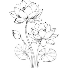 Lotus Flower Sketch Outline Illustration in Black and White – Hand Drawn Botanical Vector