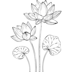 Lotus Flower Sketch Outline Illustration in Black and White – Hand Drawn Botanical Vector