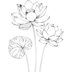 Lotus Flower Sketch Outline Illustration in Black and White – Hand Drawn Botanical Vector