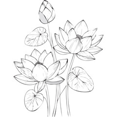 Lotus Flower Sketch Outline Illustration in Black and White – Hand Drawn Botanical Vector