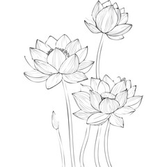 Lotus Flower Sketch Outline Illustration in Black and White – Hand Drawn Botanical Vector