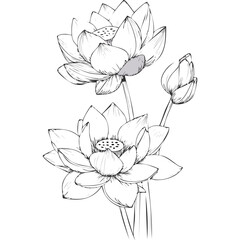 Obraz premium Lotus Flower Sketch Outline Illustration in Black and White – Hand Drawn Botanical Vector