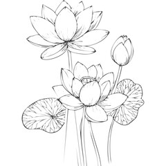 Lotus Flower Sketch Outline Illustration in Black and White – Hand Drawn Botanical Vector