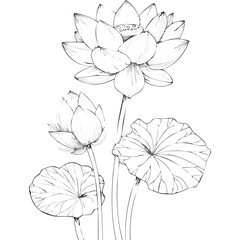 Lotus Flower Sketch Outline Illustration in Black and White – Hand Drawn Botanical Vector