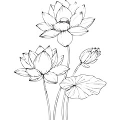 Lotus Flower Sketch Outline Illustration in Black and White – Hand Drawn Botanical Vector
