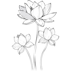 Lotus Flower Sketch Outline Illustration in Black and White – Hand Drawn Botanical Vector