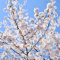 Fototapeta premium Delicate cherry blossoms bloom against a bright blue sky springtime beauty