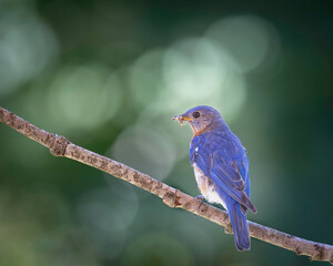 Male Bluebird with a bug in its mouth, showing its side and back, with head turned to see me,  perched on a branch, with blurred background of sunlight dappled foliage.