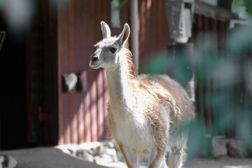 Baby guanaco at the zoo on a sunny day