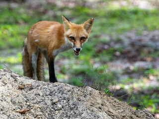 red fox in the wild