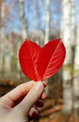 Woman in an autumn forest holds red autumn leaves in her hand, against the backdrop of a birch grove. It's a sunny autumn day in the forest. Autumn concept