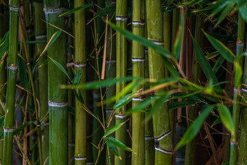 bamboo forest background