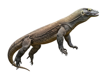 Obraz premium A detailed close-up view of a Komodo dragon, showcasing its intricate scales and powerful build against a pure black background.