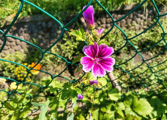 A bright pink mallow flower grows along the fence