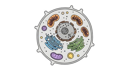 A detailed cross-section illustration of a eukaryotic animal cell and its organelles on a white background.