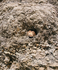 Small animal peeking out from a burrow in a rocky terrain surrounded by earthy textures