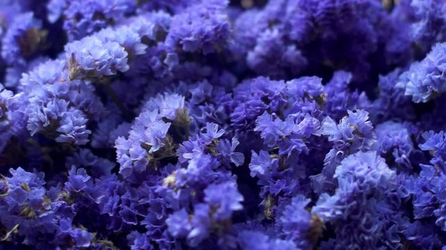 Blue flowers of statice
