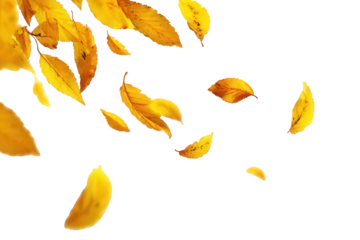 Falling Autumn Leaves On Black Background