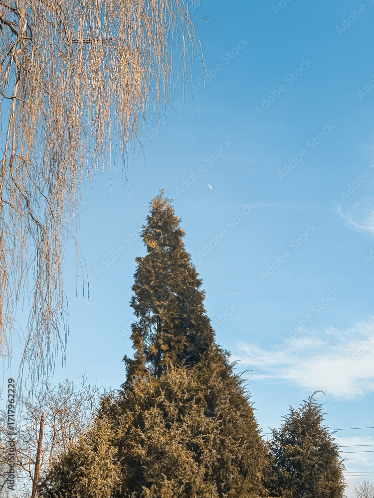 Poster evergreen tree reaching towards clear blue sky with wispy clouds and moon visible above