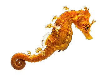 A striking, detailed image of a vibrant orange-brown seahorse, against a stark black background, showcasing intricate patterns and textures.