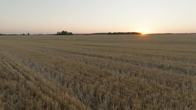 wheat field after harvest